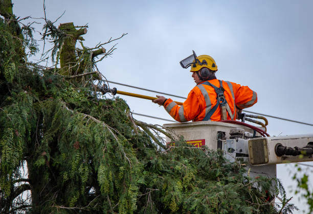 Reliable Lake Marcel Stillwater, WA Tree Services Solutions