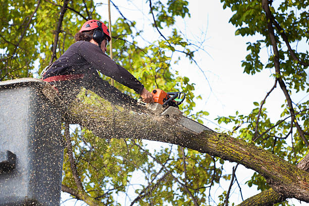 Best Tree Removal  in Lake Marcel Stillter, WA